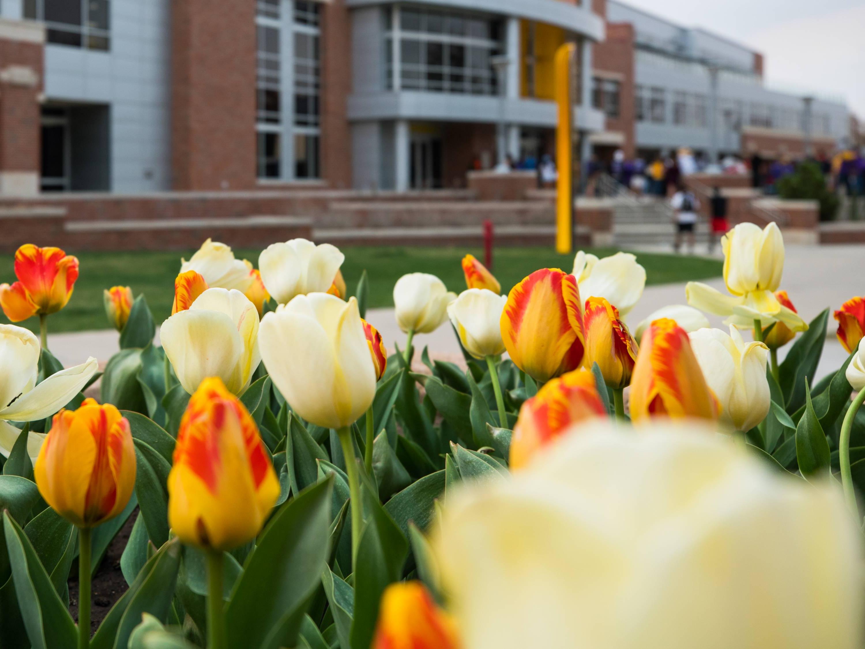 Tulips in front of the Rhatigan Student Center.
